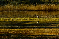 Ein Graureiher geniesst die aufgehende Morgensonne am Aegelsee in Sirnach. (Bild: Matthias Rozinek)