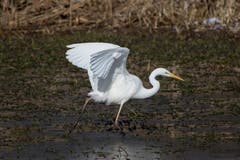 Silberreiher vorwärts marsch... in Altenrhein. (Bild: Edgar Huber)