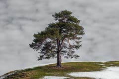 "The Evergreen", Chäseren bei Schönengrund. (Bild: Luciano Pau)