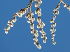 Die Weidenkätzchen verkünden bereits den Frühling. (Bild: Josef Lustenberger, Wolhusen, 27. Februar 2019)