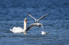 Gedränge auf dem Bodensee bei Steinach. (Bild: Walter Schmidt)