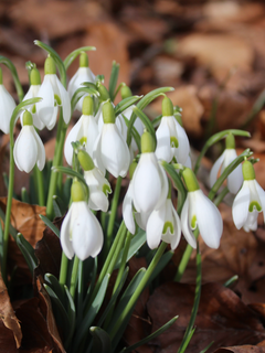 Frühlingsboten in St. Gallen. (Bild: Jacqueline Kisling)