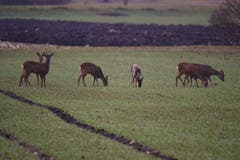 Auch die Rehe bei Au freuen sich auf den Frühling. (Bild: Toni Sieber)