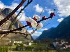 Während es im Norden regnet und stürmt, regt sich im Maggiatal der Frühling. (Bild: Peter Bumbacher, Cevio, 10. März 2019)