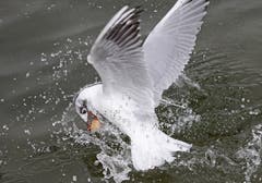 Auf Futterjagd. (Bild: Bruno Schuler, Luzern, 10. März 2019)
