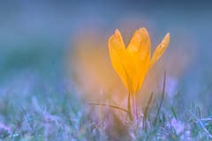 Die ersten Krokusse. (Bild: Franziska Hörler)