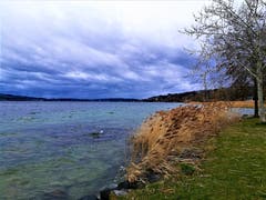 Ein Naturspektakel am Sempachersee. (Bild: Urs Gutfleisch, Sempach, 10. März 2019)