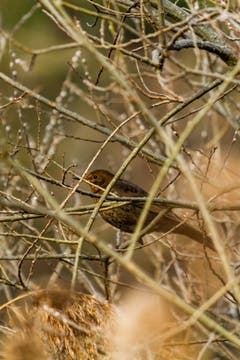 Gut versteckt beobachtete mich diese Amsel am Aegelsee bei Sirnach. (Bild: Matthias Rozinek)