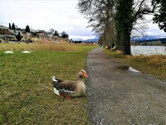 Die Gans versucht sich aufgrund des starken Windes am Boden festzuhalten. (Bild: Urs Gutfleisch (Sempach, 10. März 2019))
