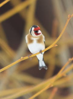 Distelfink im Prachtskleid in Trogen. (Bild: Hans Aeschlimann)
