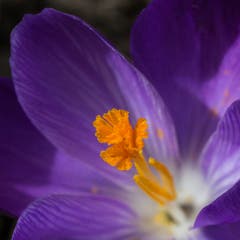 Frühling in Rotmonten. (Bild: Paolo Clerici)