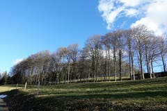 Buchenwald, vor dem Austreiben der Blätter. (Bild: Josef Habermacher, Rickenbach, 11. März 2019)