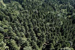 Wald auf dem Zugerberg (Bild: Stefan Kaiser, 1. Juli 2015)
