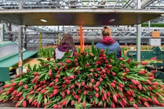 Soeben geerntet: Tulpen der Sorte «Strong Love». (Bild: Raphael Rohner)