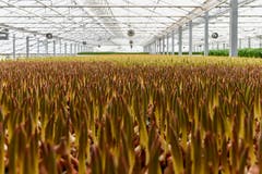 Hier recken sich die Tulpen der Sonne entgegen. (Bild: Raphael Rohner)
