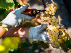 Gesunde Trauben in üppiger Menge: Die Weinernte 2018 war in der Schweiz aussergewöhnlich gut. (Bild: KEYSTONE/VALENTIN FLAURAUD)