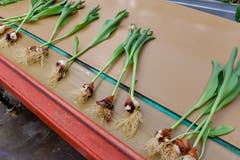 Die letzten Momente bevor Tulpe und Zwiebel getrennt werden. (Bild: Raphael Rohner)