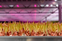Das pinkfarbene Licht, unter dem sie parkiert werden, sorgt für einen Wachstumsschub. (Bild: Raphael Rohner)