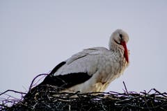 Ein Storch thront auf seinem Nest in Altstätten. (Bild: Toni Sieber)