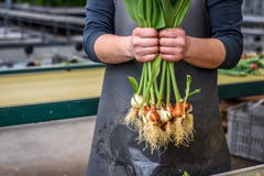 Die ausgewachsenen Tulpen werden samt Zwiebel aus der schwarzen Plastikschale gehoben... (Bild: Raphael Rohner)