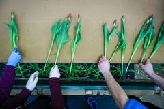Damit alle Tulpen im Strauss gleich gross sind, werden sie an eine rote Messlinie gelegt und die Stiele abgeschnitten. (Bild: Raphael Rohner)