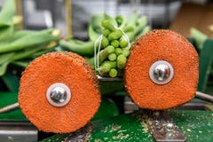 Dann werden die Blumen abgezählt und zu Sträussen gebunden. (Bild: Raphael Rohner)