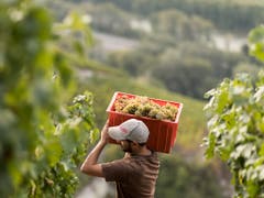 Weinbauern hatten 2018 viel Arbeit, konnten aber auch eine Rekordmenge an Trauben ernten. (Bild: KEYSTONE/ALESSANDRO DELLA VALLE)