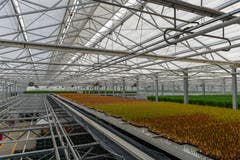 Ihre dritte Wachstumsphase verbringen die Tulpen in der obersten Etage des Gewächshauses. (Bild: Raphael Rohner)