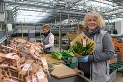 Bereit zur Auslieferung: Ein fertiger Tulpenstrauss mit einem «Suisse-Garantie-Stecker. (Bild: Raphael Rohner)