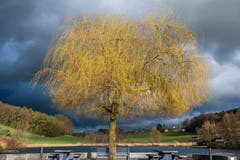 Nur kurz zeigt sich die Sonne, um den Baum am Hauptwilerweiher in besonderes Licht zu tauchen. (Bild: Luciano Pau)