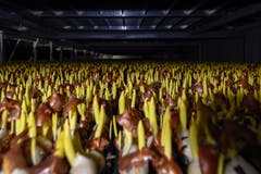 Erste Station: Im Kühler bleiben die Tulpen drei Wochen – bis sie spriessen... (Bild: Raphael Rohner)