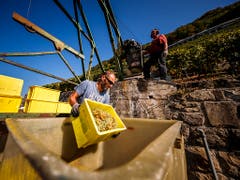 Rekordweinlese 2018 in der Schweiz: Für einmal stimmen Qualität und Menge. (Bild: KEYSTONE/VALENTIN FLAURAUD)
