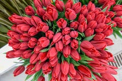 Tulpen der Sorte «Strong Love». (Bild: Raphael Rohner)