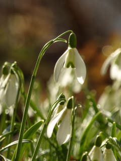 Schneeglöckchen im Abendlicht. (Bild: Ruth Kessler)