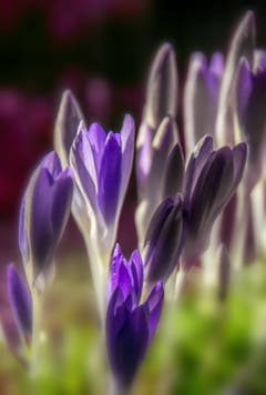 Die Krokusse zeigen sich unbeeindruckt von Kaltfronten und Graupelschauer. (Bild: Wolfgang Reisser)