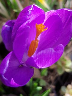 Das Sonnenlicht unterstützt die Schönheit der Krokus (Bild: Reto Schlegel)