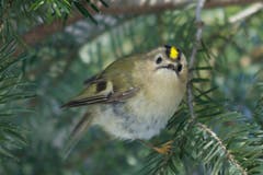Das Wintergoldhähnchen. (Bild: Hans Aeschlimann)