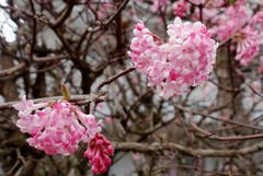 In einem Wittenbacher Garten blüht der pinke Seidelbast. (Bild: Walter Schmidt)