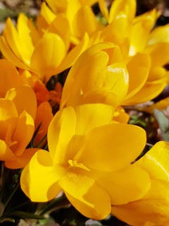 Eine goldene Blütenpracht. (Bild: Reto Schlegel)