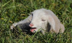 «Määh… Mami ech ha Honger!» (Bild: André Egli, Wauwil, 12. März 2019)