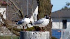 Zwei in Perfektion in Rheineck. (Bild: Hermann Bigler)