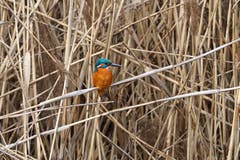 Ein Eisvogel am Klingnauer Stausee. (Bild: Marianne Schmid, 12. März 2019)