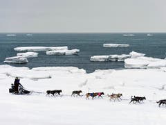 Die drittklassierte Jessie Royer mit ihrem Team auf dem letzten Teilstück nach Nome entlang dem Beringmeer (Bild: KEYSTONE/AP Anchorage Daily News/MARC LESTER)