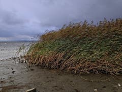Sturm am Bodensee. (Bild: Toni Sieber)