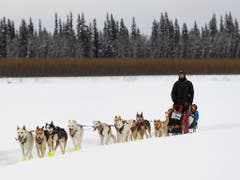 Iditarod-Musher Matt Hall unterwegs in Eagle Island (Bild: KEYSTONE/AP Anchorage Daily News/MARC LESTER)