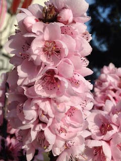 Pfirsichblüten in Montlingen. (Bild: Toni Sieber)