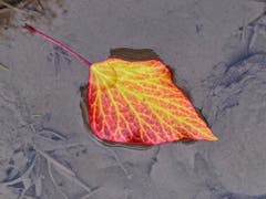 Relikt vom letzten Herbst. (Bild: Toni Sieber)