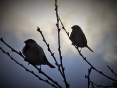 Spatzen im Abendlicht. (Bild: Ruth Kessler)