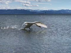 Ein Schwan im Landeanflug (Bild: Renate Wachsmuth)