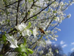 Ein Frühlingsbote.... schon fleissig. (Bild: Martin Gemperle)